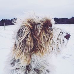 Close-up of dog on snow field against sky