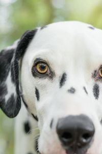 Close-up portrait of dog