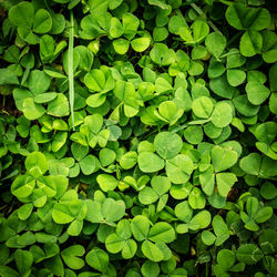 Full frame shot of leaves