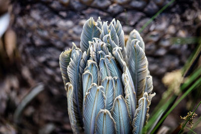 New cycad leaves in garden