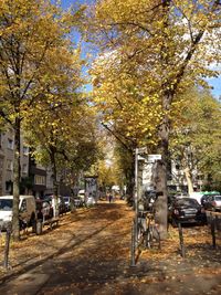 Cars parked on road