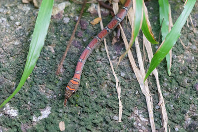 High angle view of insect on field