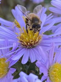 Close-up of bee pollinating on purple flower