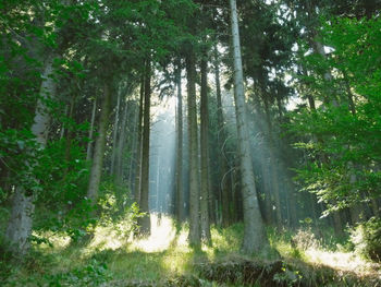 Trees growing in forest