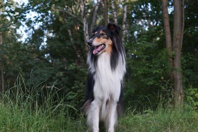 Collie portrait