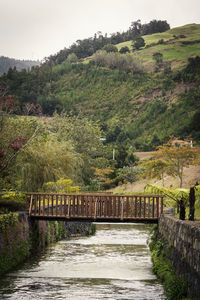 Bridge over river in forest