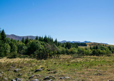 Scenic view of field against clear blue sky