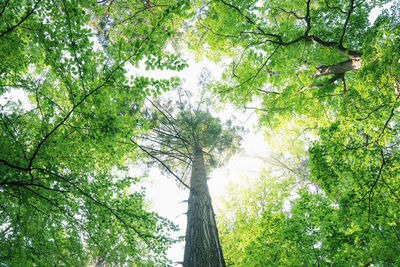 Low angle view of trees in forest