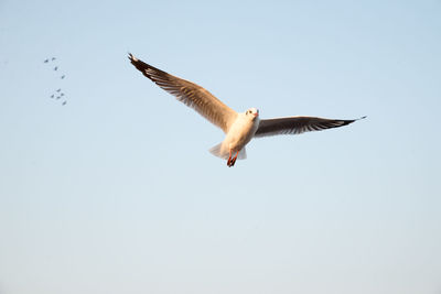 Low angle view of seagull flying