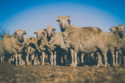 Muddy sheep standing on land against clear sky
