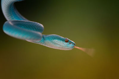 Close-up of fish swimming