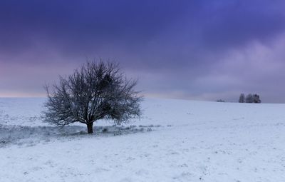 Bare tree on snow covered landscape