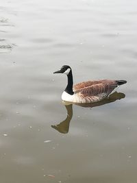 High angle view of duck swimming in lake