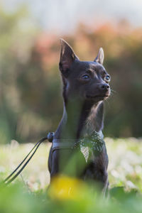 Close-up of a dog looking away