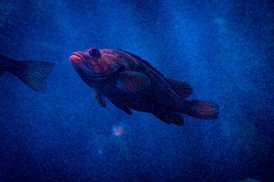 Fish swimming in sea