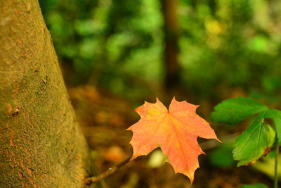 Close-up of maple leaves on plant