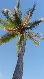 Low angle view of palm tree against clear blue sky