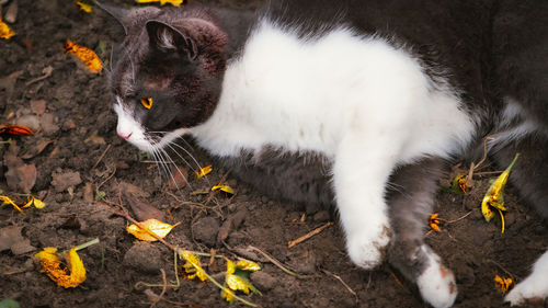 Close-up of a cat