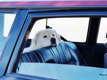 Dog sitting in car window