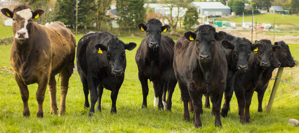 Cows standing on field