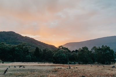 Scenic view of field against sky during sunset