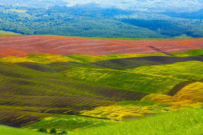 Scenic view of agricultural field