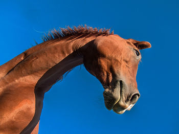 Low angle view of brown horse against clear blue sky