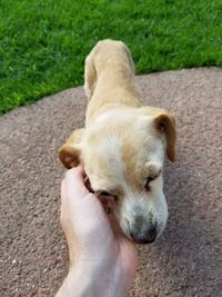 White dog holding hand