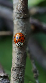 Close-up of ladybug on tree trunk