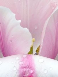 Close-up of pink flower