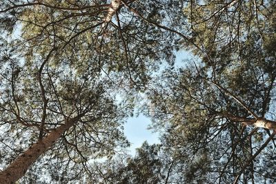 Low angle view of trees against sky