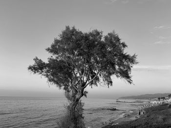Tree by sea against sky