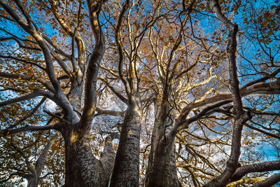 Low angle view of bare trees in forest