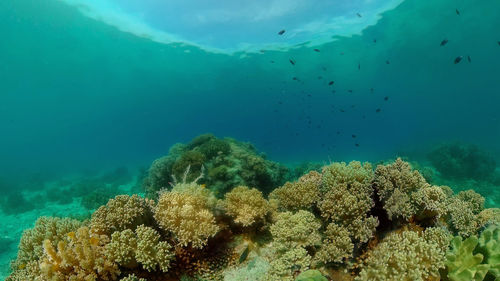 undersea