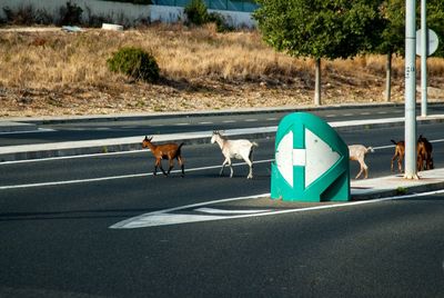Goats crossing road