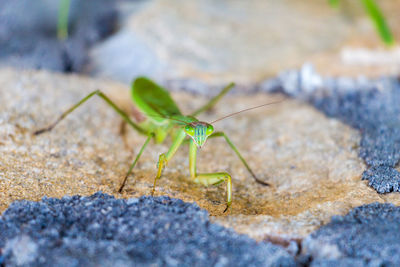 Close-up of insect on rock