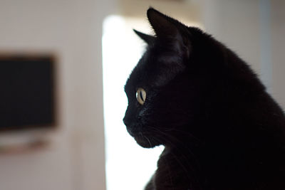 Close-up of a cat looking away