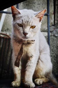 Close-up portrait of cat sitting outdoors