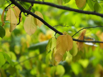 Close-up of flowering plant on tree