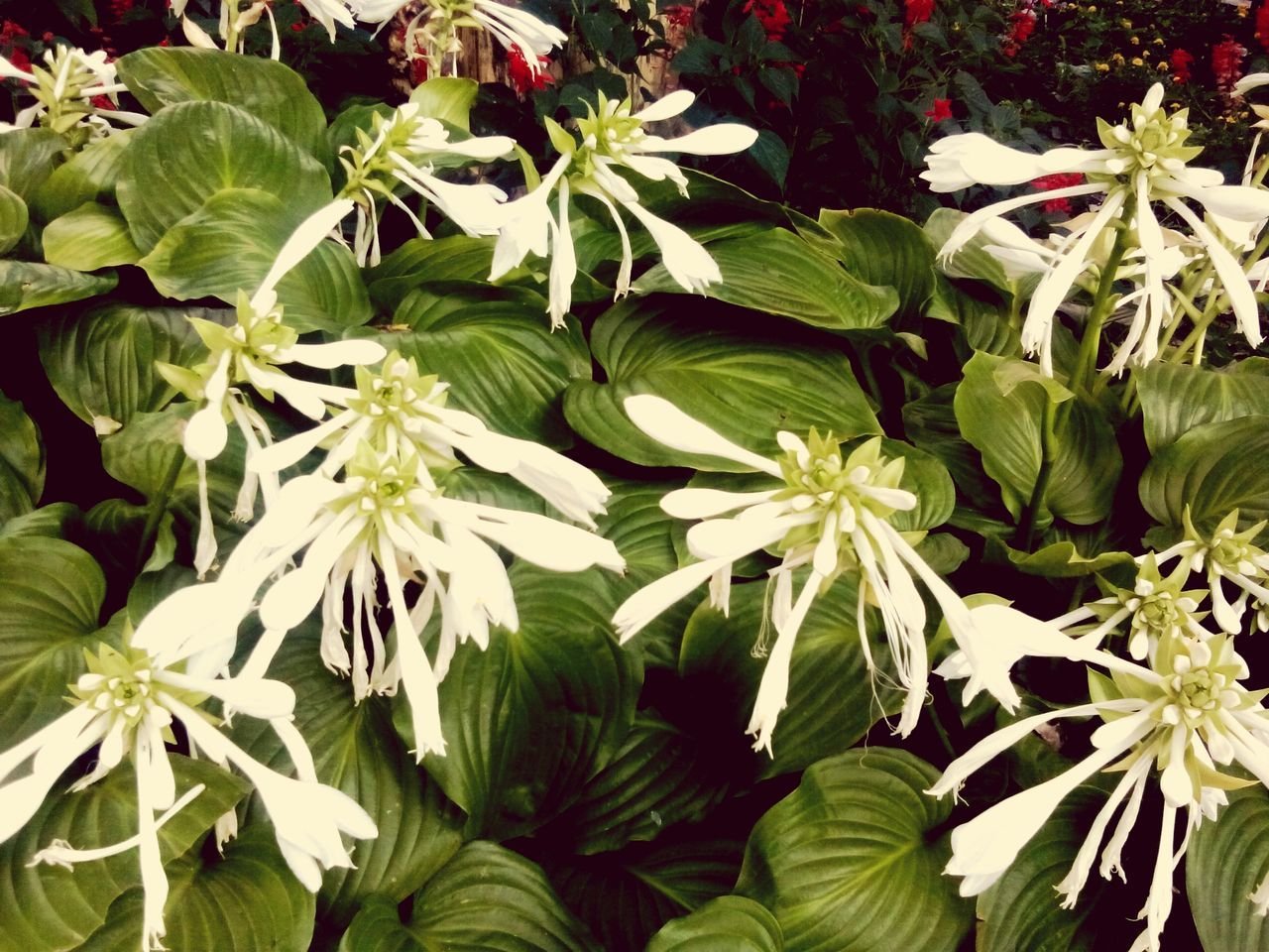 flower, growth, freshness, leaf, fragility, petal, plant, beauty in nature, white color, flower head, green color, nature, blooming, close-up, in bloom, high angle view, botany, outdoors, day, no people