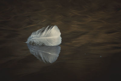 High angle view of feather on table