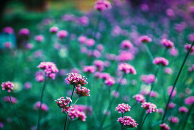 Close-up of pink flowering plant in field