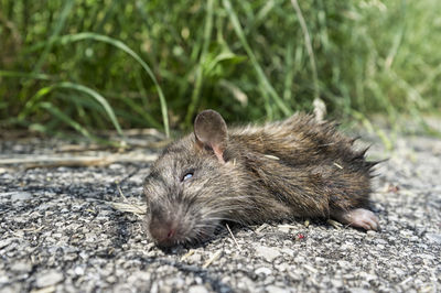 Dead mouse cut in half, lying on the road