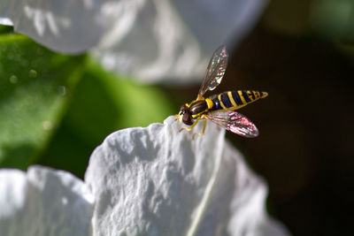 Close-up of insect on flower