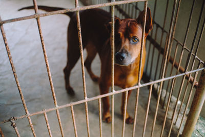 Portrait of dog in cage