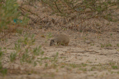 View of squirrel in forest