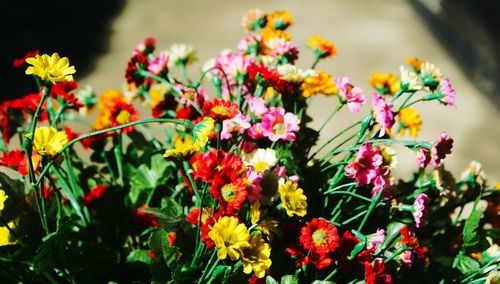 Close-up of flowers blooming outdoors