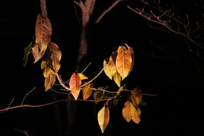 Close-up of leaves against black background