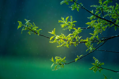Beautiful, fresh leaves of the bird cherry tree in the spring. 