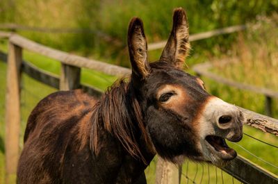 Close-up portrait of a donkey 